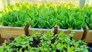 Image of healthy vegetables growing in foam boxes.
