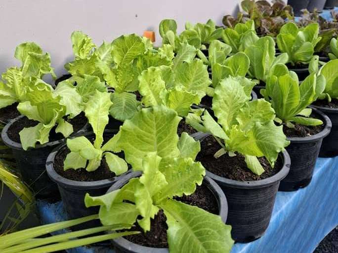 5 Easy Hot Pot Greens to Grow and Harvest Again