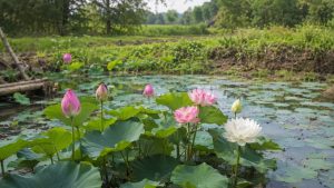 Lotus Flower Meaning