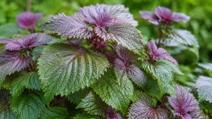 shiso leaf