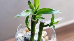 Lucky Bamboo Trees