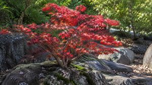 Japanese Maple Characteristics 