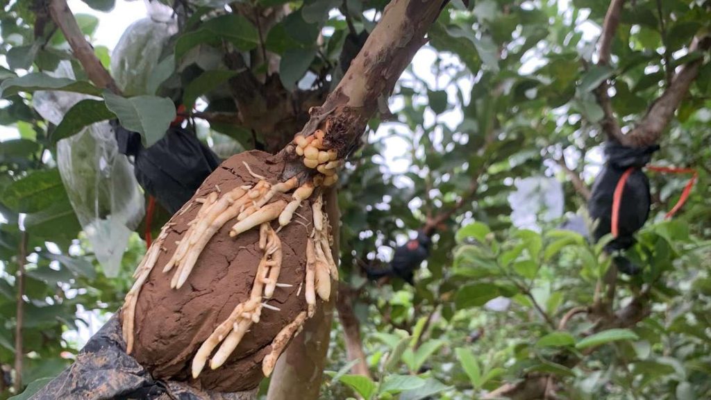 Air Layering Guava Trees