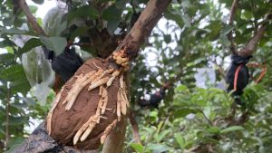 Air Layering Guava Trees