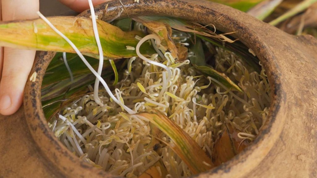 Bean Sprouts