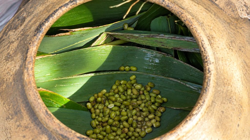Troubleshooting Common Mung Bean Sprout Problems at Home