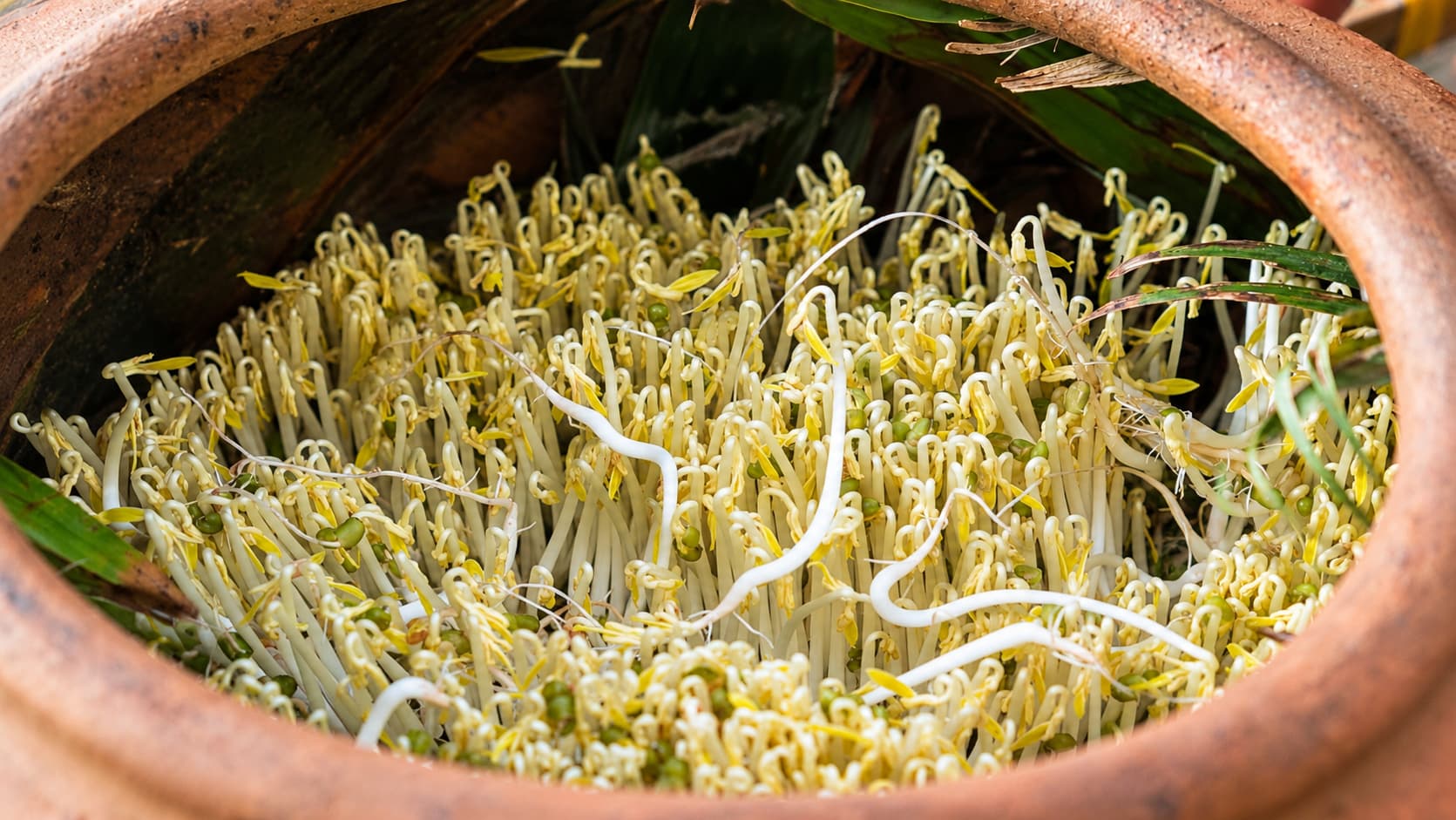Troubleshooting Common Mung Bean Sprout Problems at Home