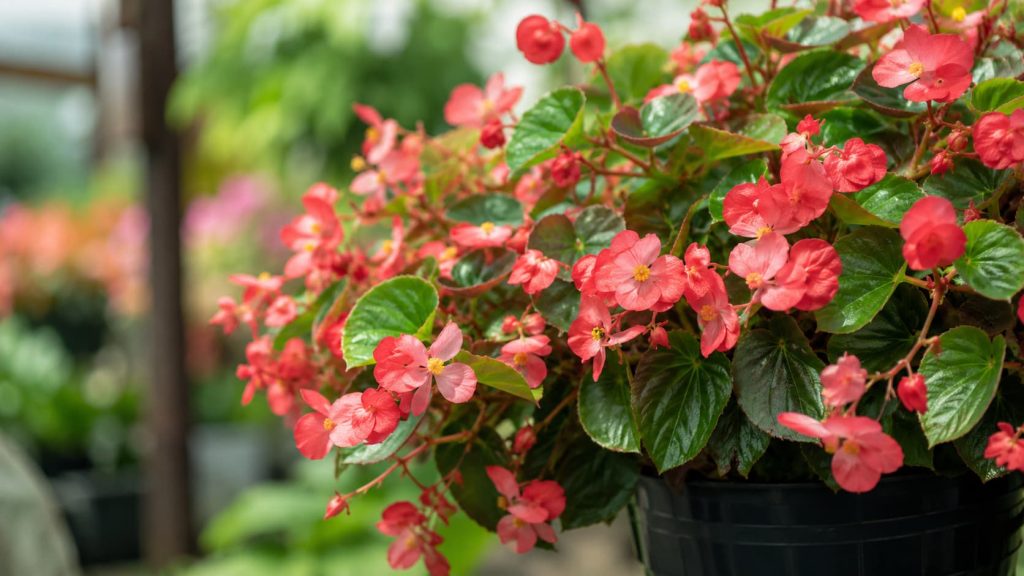 Begonia