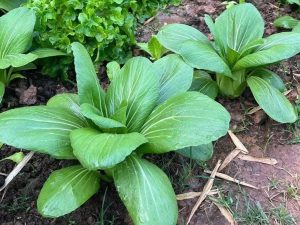 Bok Choy