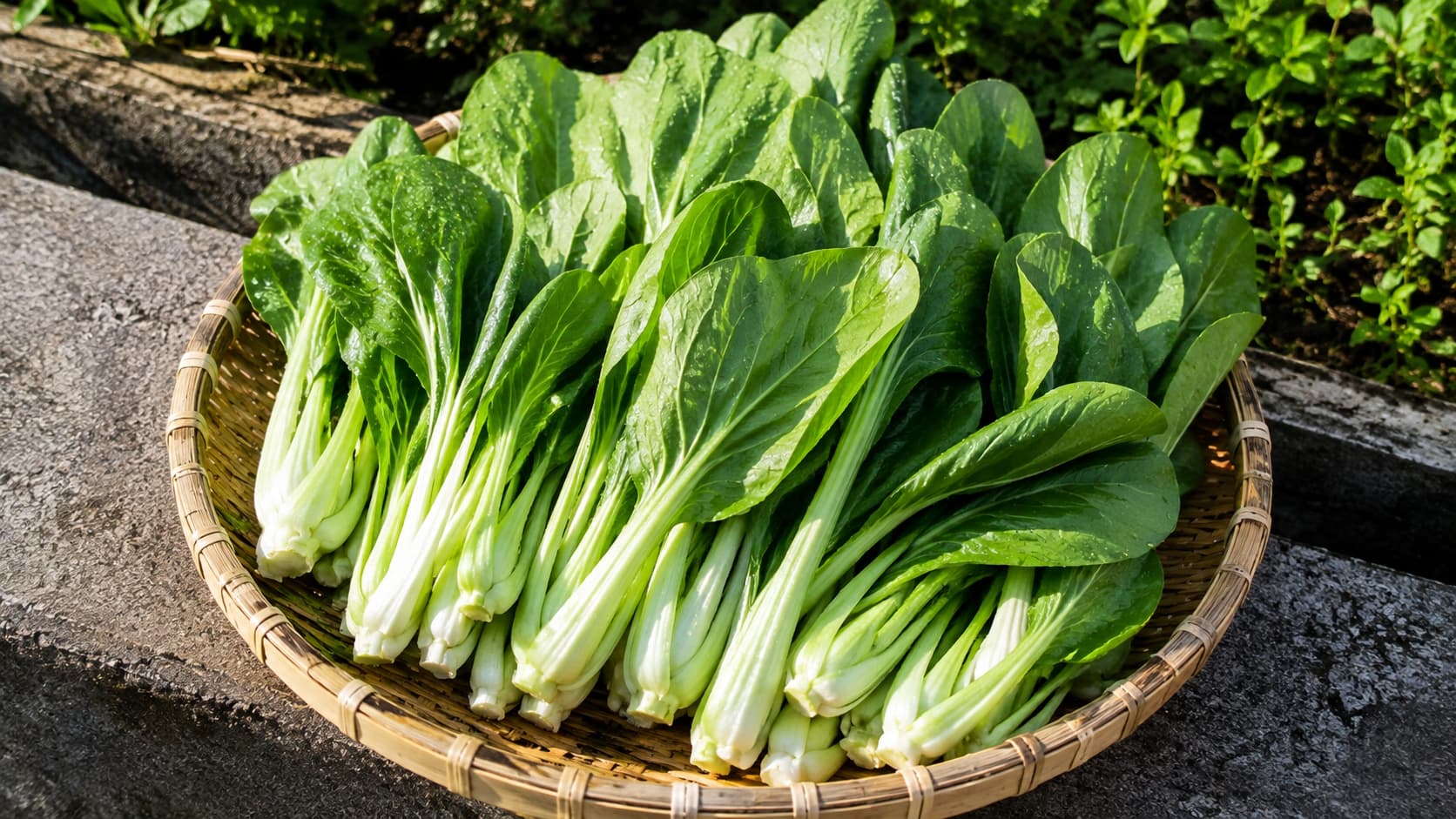 Bok Choy