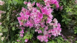 Bougainvillea