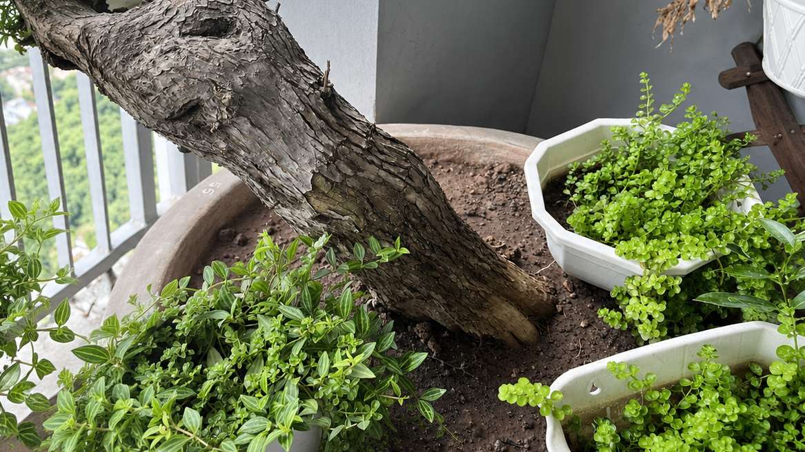 How to Water and Fertilize Bougainvillea for Maximum Blooms