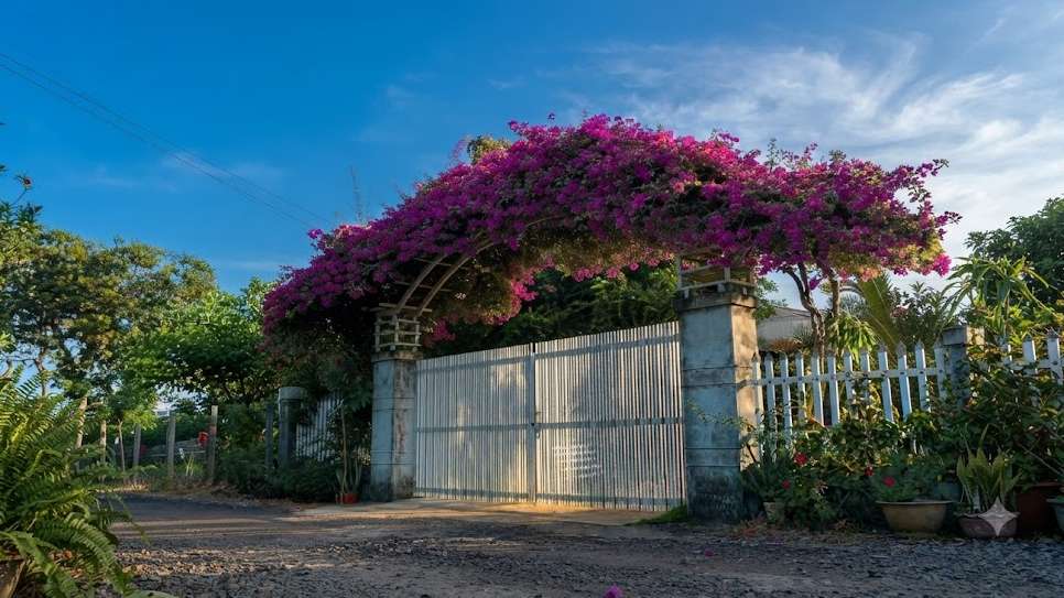 How to Water and Fertilize Bougainvillea for Maximum Blooms