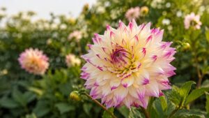 Dahlia Flowers