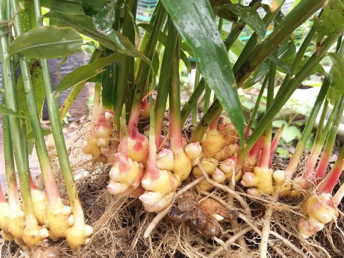 Ginger