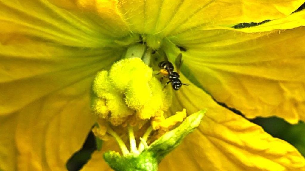 Image of a honeybee collecting nectar and naturally supporting pollination