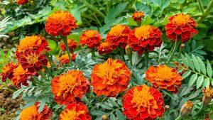 Image of marigold flowers planted alongside tomato plants