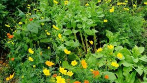 Image of different flowers interplanted with dandelion greens in a vegetable garden