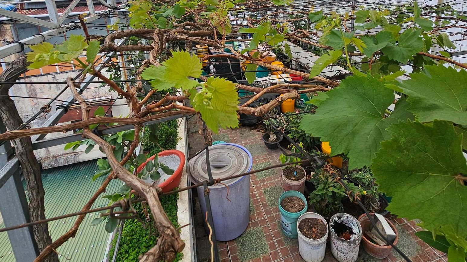 How to Build a Low-Cost Grape Trellis on a Rooftop