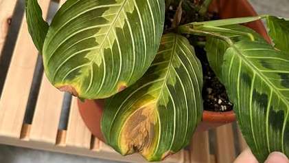 Plant leaves with brown, crispy edges