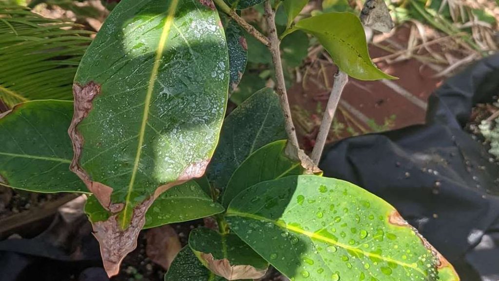 Burned plant leaves