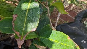 Burned plant leaves