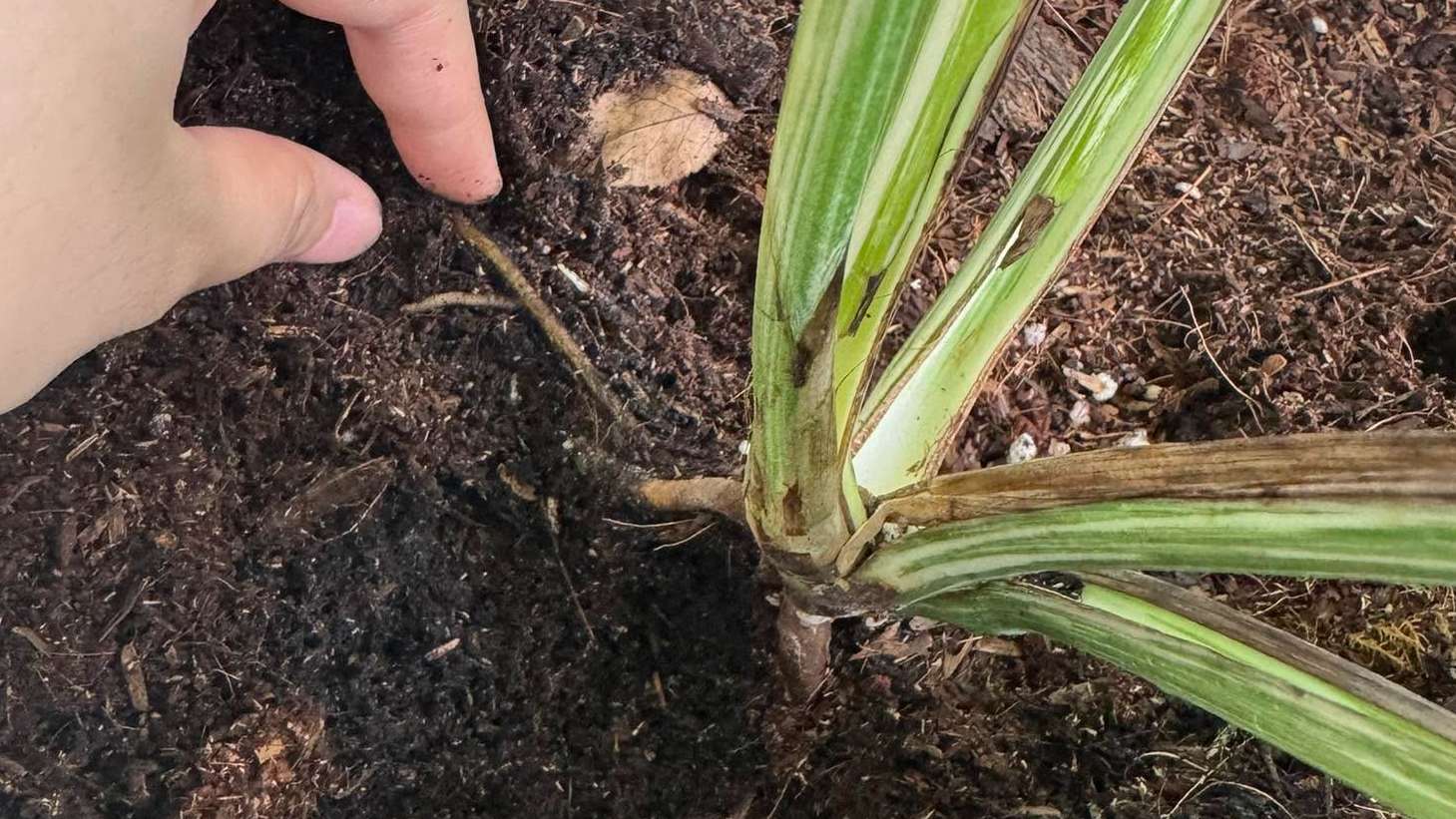 Check the roots for signs of pests or disease