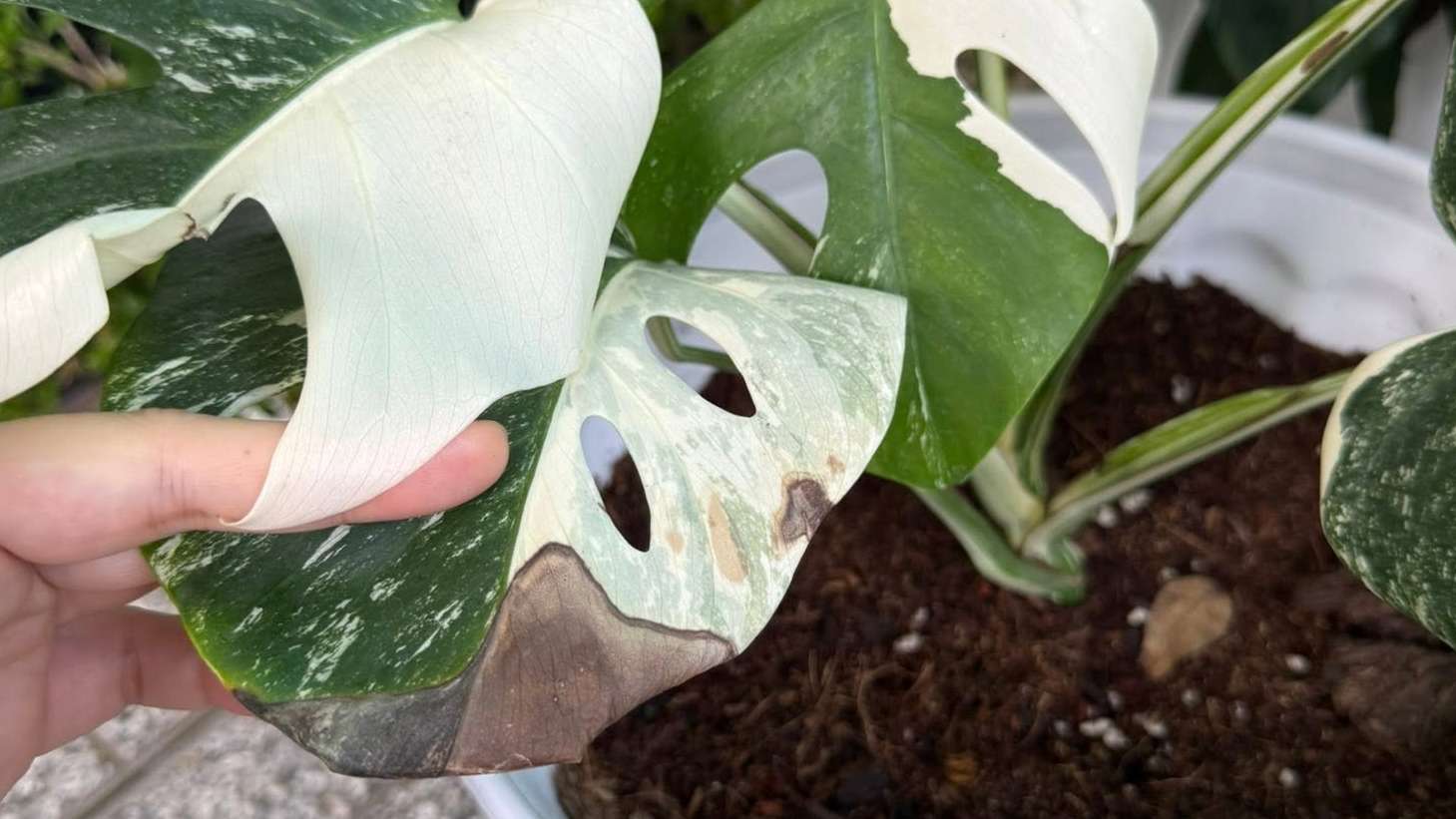 Sunburned plant leaves