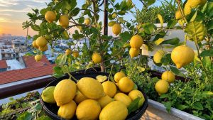 Images of yellow lemons (1)