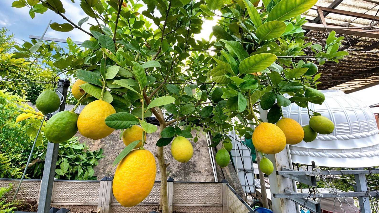 Images of yellow lemons (1)