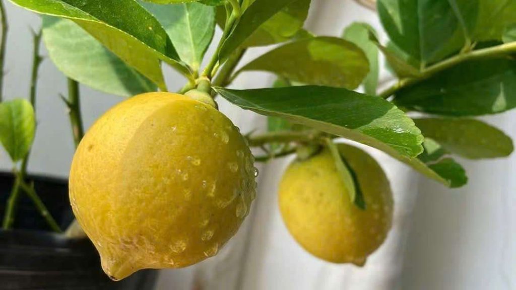 Boosting Flower Production and Pollination in Backyard Lemons