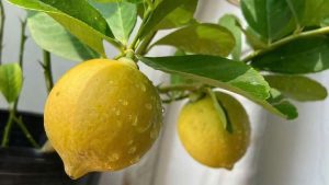 Boosting Flower Production and Pollination in Backyard Lemons