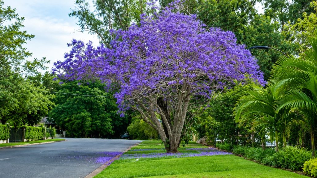 Harmonizing Jacaranda Mimosifolia: Landscape & Feng Shui