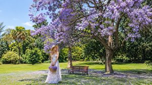 Harmonizing Jacaranda Mimosifolia