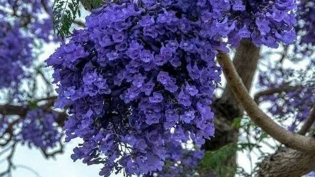 Jacaranda mimosifolia covered in purple-blue flowers