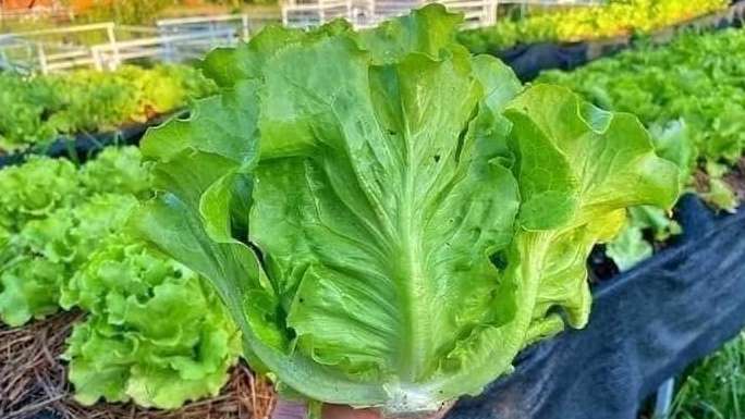 Leaf Lettuce