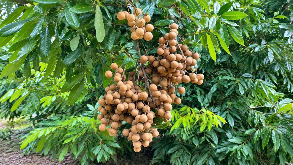 Longan