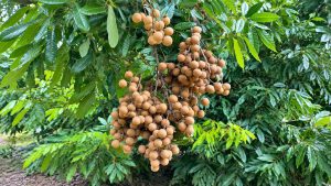 Longan
