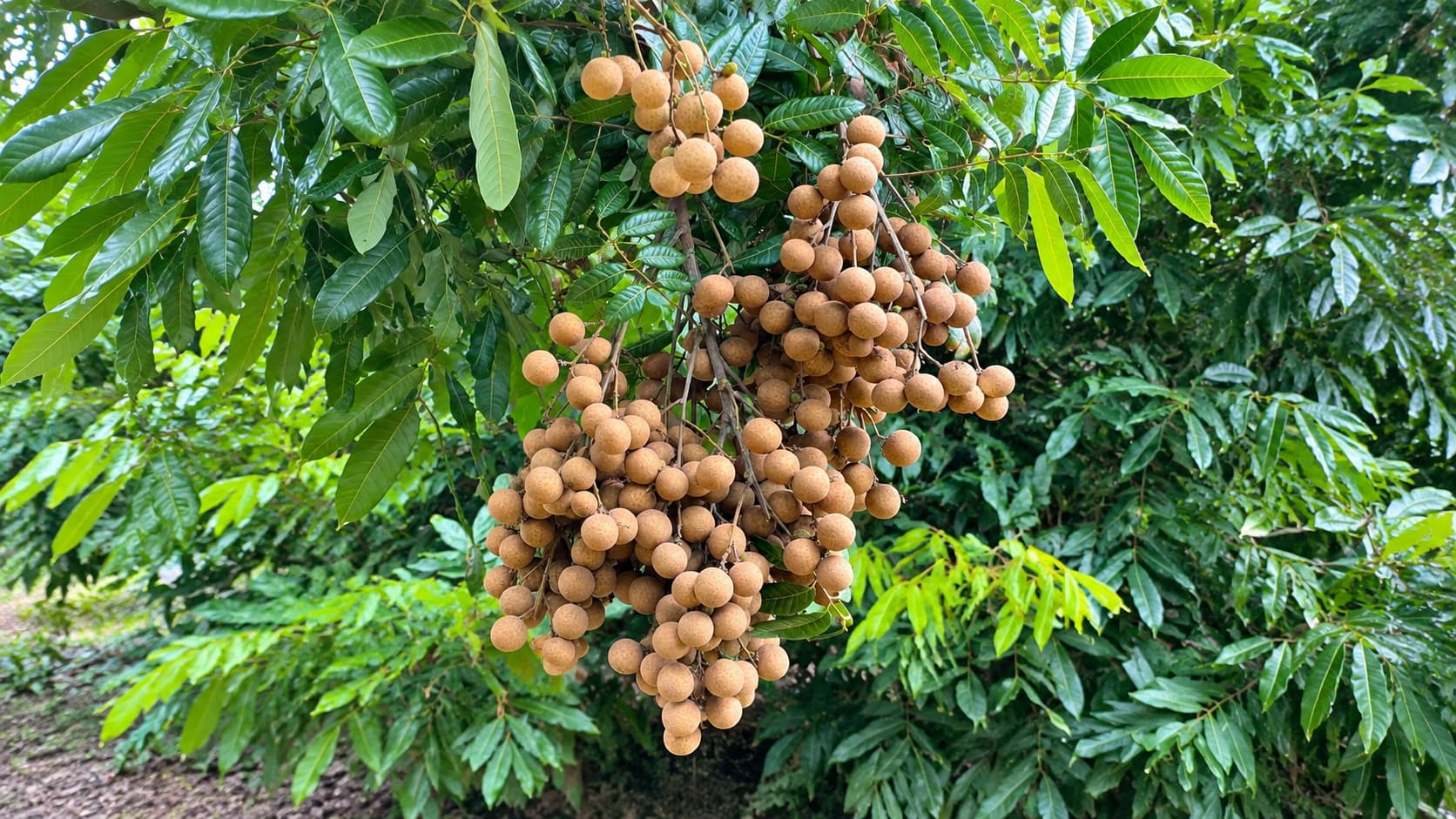 Longan