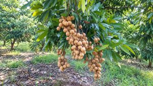 Longan Fruit