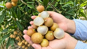Longan Fruit Taste Like