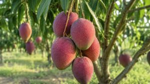 Miyazaki Mango