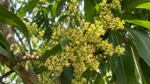 Mango flowers blooming in clusters on a mango tree.