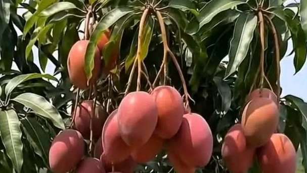 Miyazaki Mango Harvest Season