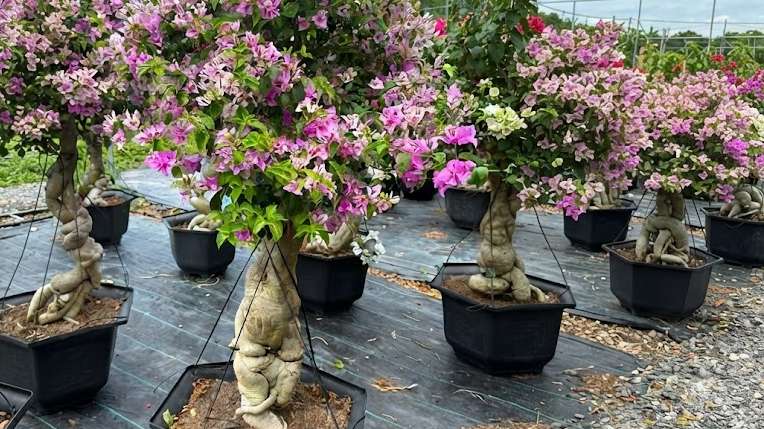 Step-by-Step Bougainvillea Pruning and Training Guide