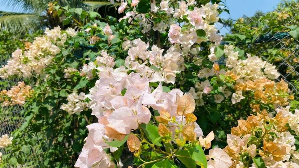 Step-by-Step Bougainvillea Pruning and Training Guide