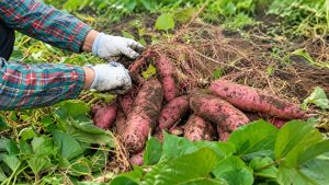 How to Propagate and Grow Healthy Sweet Potato Slips at Home