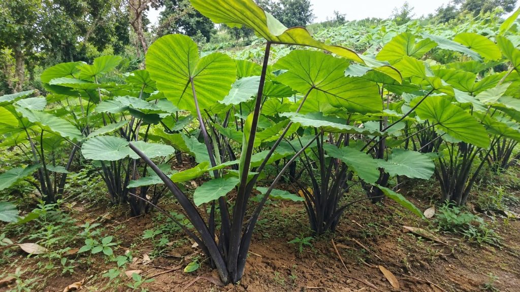 Taro