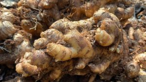 Common Ginger-Growing Problems