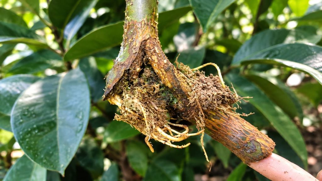 Air-Layering vs. Grafting: Best Propagation Methods for Longan Trees